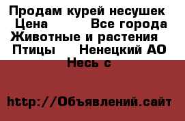 Продам курей несушек › Цена ­ 350 - Все города Животные и растения » Птицы   . Ненецкий АО,Несь с.